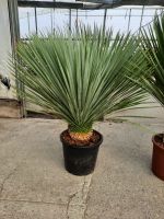 Yucca rostrata winterharte Yuccapalme Palmlilie 1,2m 15cm Stamm Nordrhein-Westfalen - Nordkirchen Vorschau