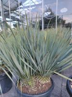 Yucca Rostrata blaue Palmlilie Doppelstamm selten Nordrhein-Westfalen - Nordkirchen Vorschau