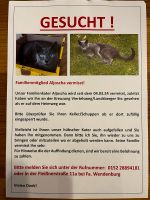 Vermisst- Finderlohn- Russisch Blau Kater Leipzig - Gohlis-Mitte Vorschau