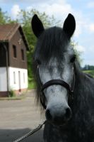 Connemara Pony Stute 3jährig vom Züchter Hessen - Weilburg Vorschau
