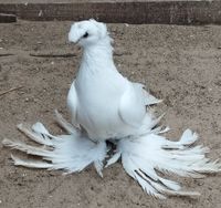 Weiße usbekische Taube ein Männchen von 2022 Niedersachsen - Osnabrück Vorschau