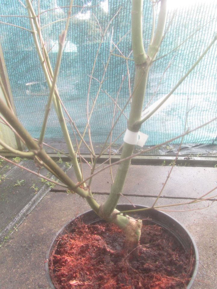 Fächerahorn - Acer palmatum 'Lady's Choice' Bonsai Rohware 2,5 cm in Soltau