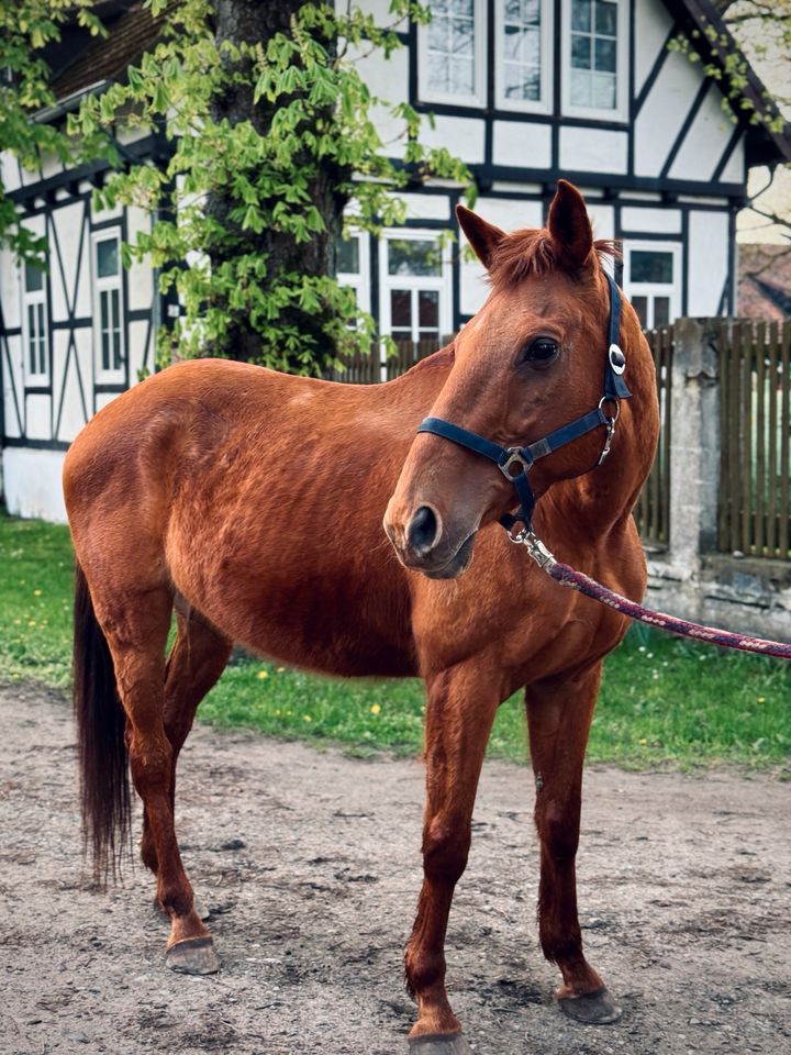 15-jähriges verlässliches Freizeitpferd in Hambühren