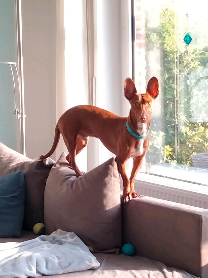 BOLT Podenco Maneto Rüde Tierschutz Hund in Norden