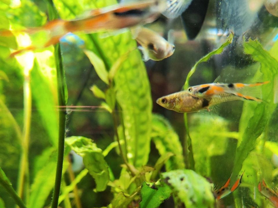 Endler Guppy in Frohburg