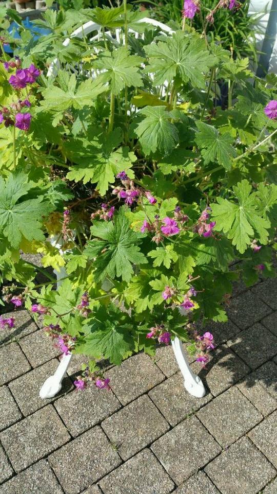 Hauswurz Steinrose Dachwurz Sukkulenten Steingarten Deko ..... in Hünfeld