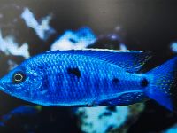 Copadichromis Azureus  "DNZ 4-5cm"  Stk. 9,-€ Saarland - Völklingen Vorschau