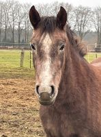 Reitpony Stute 3 j. Endmasspony PRE Dressurpony Schleswig-Holstein - Rickling Vorschau