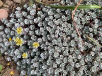 Sedum Spathulifolium! Niedersachsen - Delmenhorst Vorschau