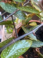 Begonia Tamaya Pflanze zu verkaufen Friedrichshain-Kreuzberg - Kreuzberg Vorschau