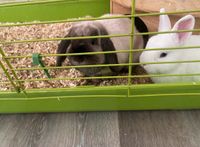 "Zwei liebenswerte Kaninchen mit Zubehör suchen neues Zuhause" Nordrhein-Westfalen - Monheim am Rhein Vorschau