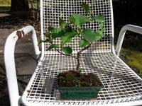 Rotbuche Bonsai Baum Eimsbüttel - Hamburg Eidelstedt Vorschau