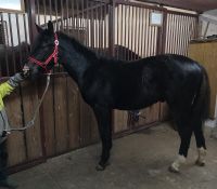 Schweres Warmblut Sachsen - Obercunnersdorf Vorschau