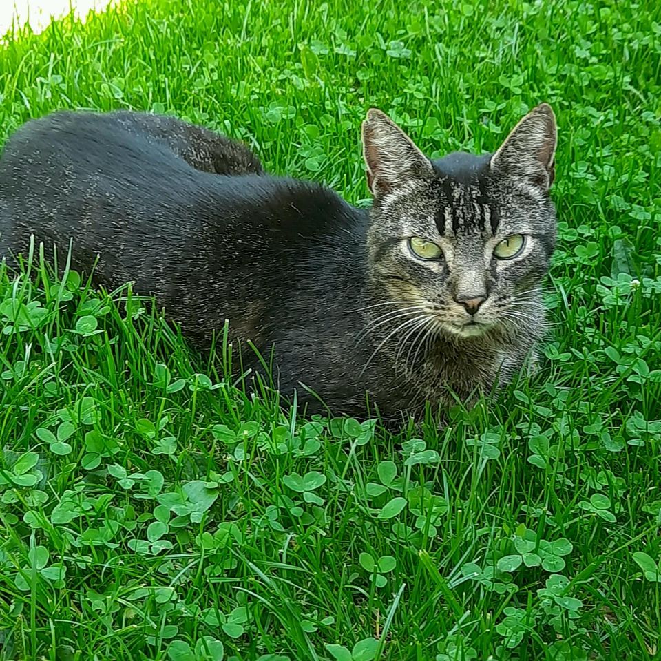 Kater BODO fehlt! in Gerstetten