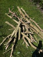 Holz Buchsbaumholz bis zu 10 cm dick Rarität Bayern - Teisendorf Vorschau