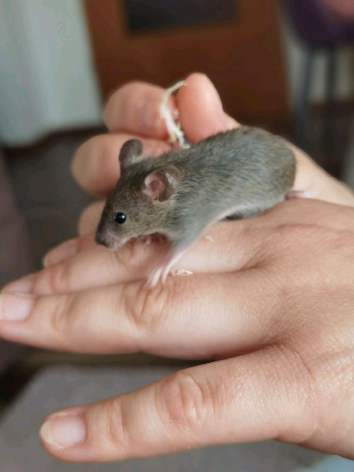 Farbmäuse mit Terrarium in Riesbürg