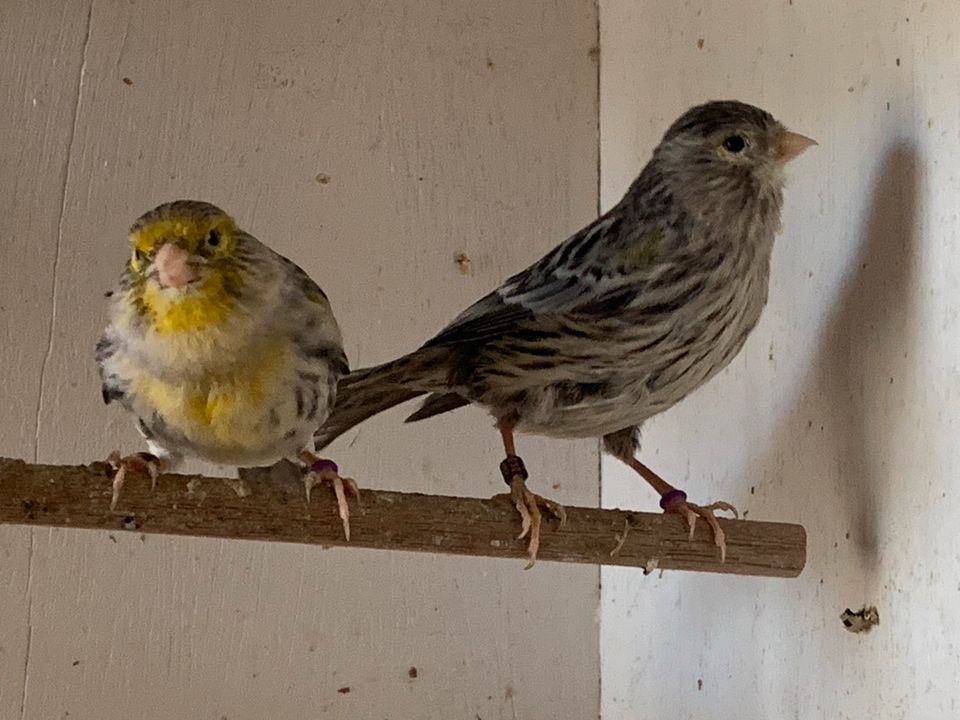 1.1 Zuchtpaar Achat Gelb Mosaik Kanarien Gelbmosaik Kanarienvögel in Werne