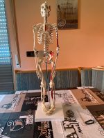 Menschliches Skelett Bewegungsfähig mit Muskelansatz + Ursprung Bayern - Altenstadt Iller Vorschau