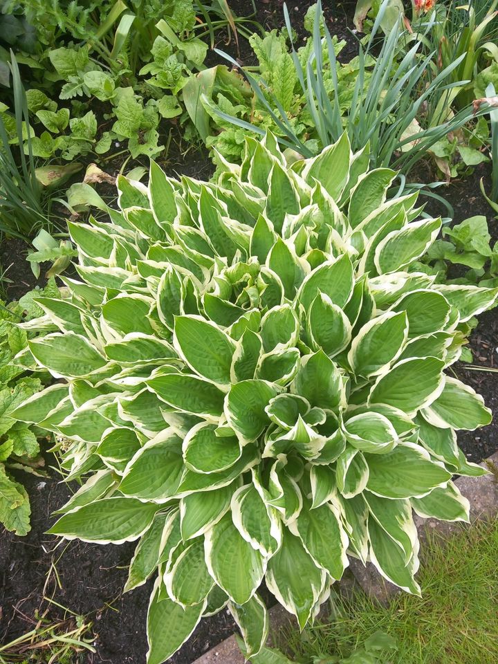 Hosta / Funkie in Waldachtal