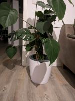 Monstera im Lazy leaf Topf Nordrhein-Westfalen - Neuss Vorschau