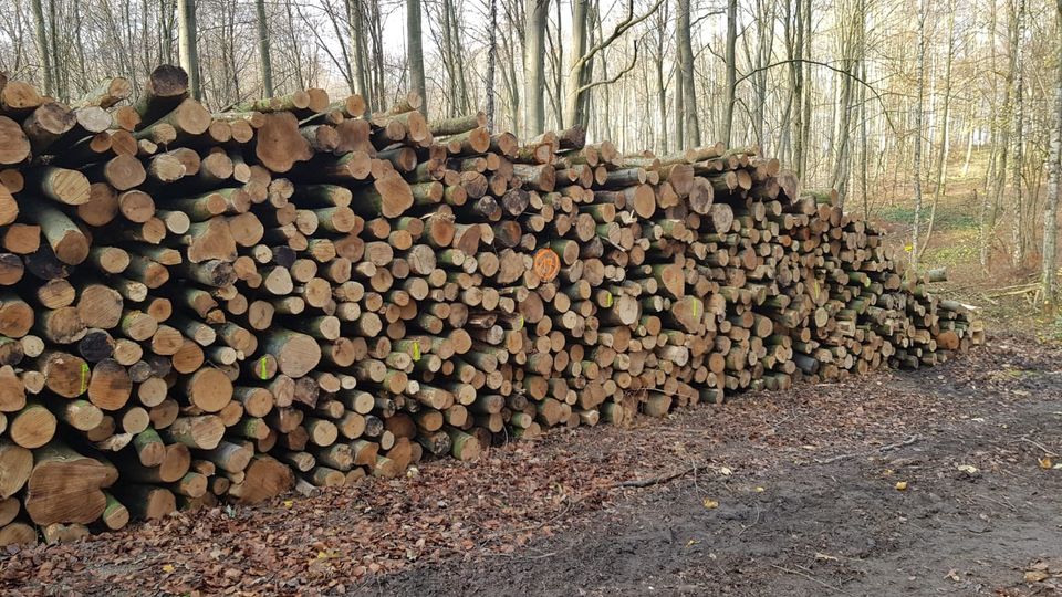 Kaminholz Mischholz Buche Esche Eiche in Werl