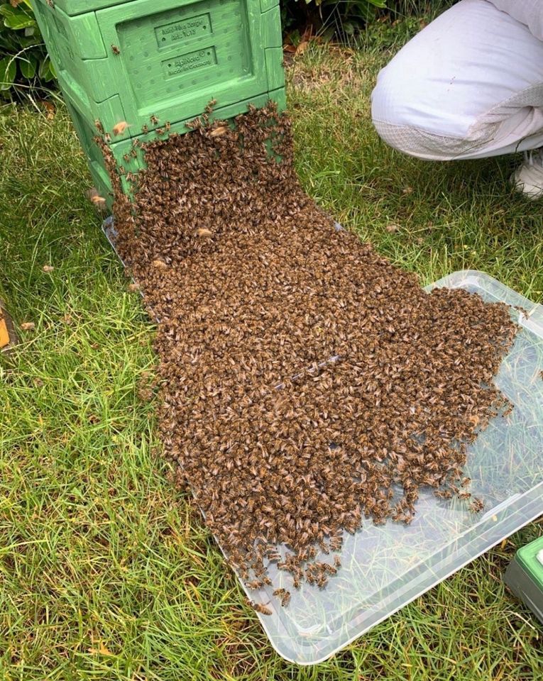 Bienenschwarm entdeckt? KOSTENLOS einfangen Bienen + Belohnung in Balve