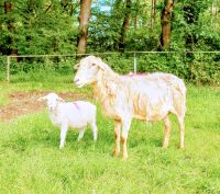 Nolana Mutterschaf mit Lamm, Bocklamm, Schaf, Haarschaf Niedersachsen - Lunestedt Vorschau