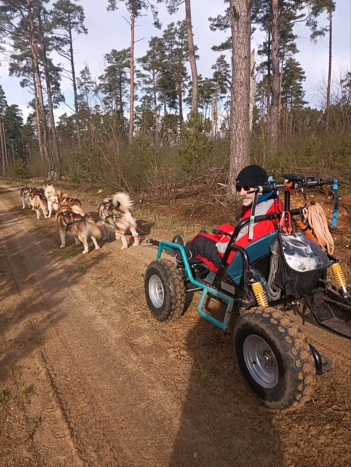 Gutschein Schlittenhundetour / Schlittenhundefahrt in Gnevsdorf