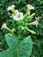 Nicotiana tabacum, Virginia light, Jungpflanzen und Samen Niedersachsen - Salzgitter Vorschau