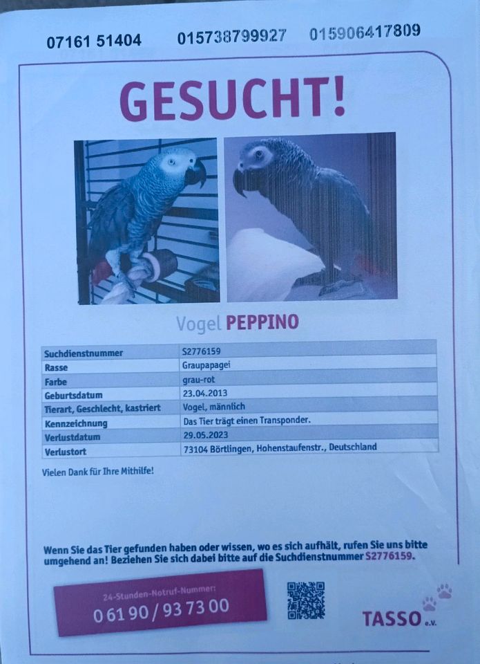 Graupapagei vermisst in Börtlingen