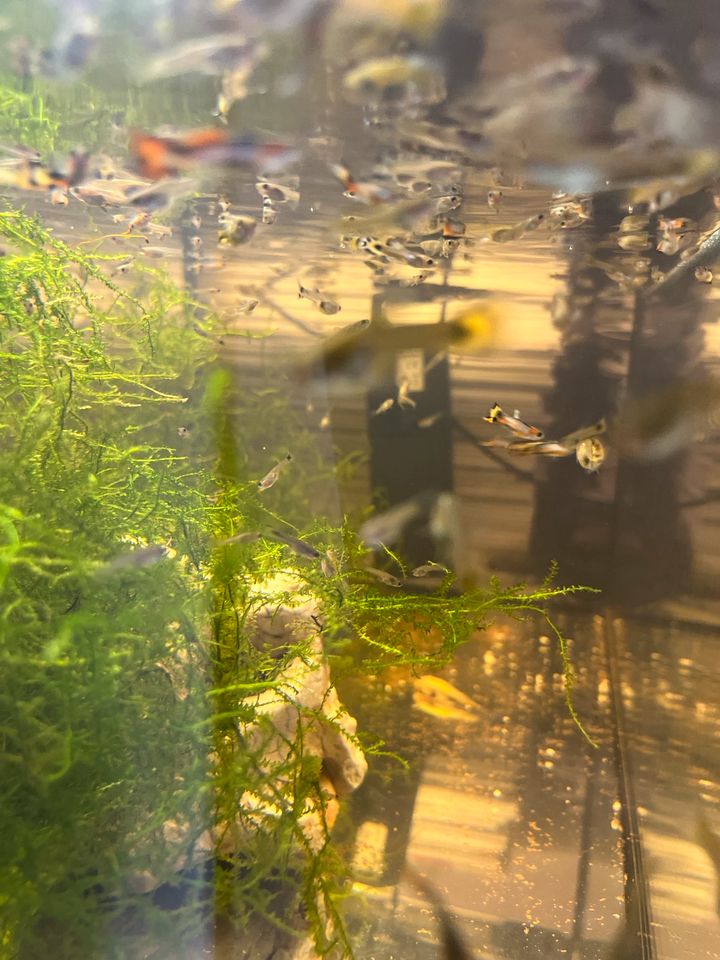 Aquariumfische Guppy Jungfische zu verkaufen in Berlin