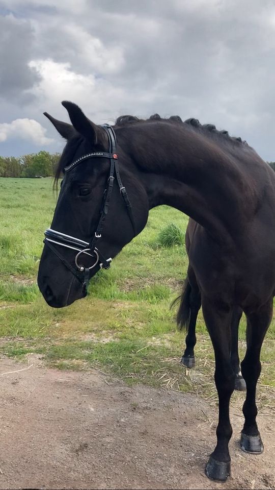 5 jähriger braver Wallach,Rappe,Dressurpferd,Freizeitpferd in Rochau