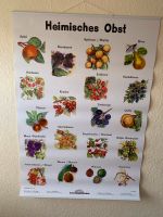 Lernposter heimisches Obst, Wandkarte Bayern - Kötz Vorschau