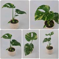 Verschiede Pflanzen ( philodendron, alocasia ....) Brandenburg - Falkensee Vorschau