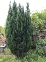 Zypresse Thuja Baum Eimsbüttel - Hamburg Lokstedt Vorschau