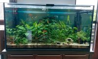 400 l Aquarium Nordrhein-Westfalen - Hamm Vorschau