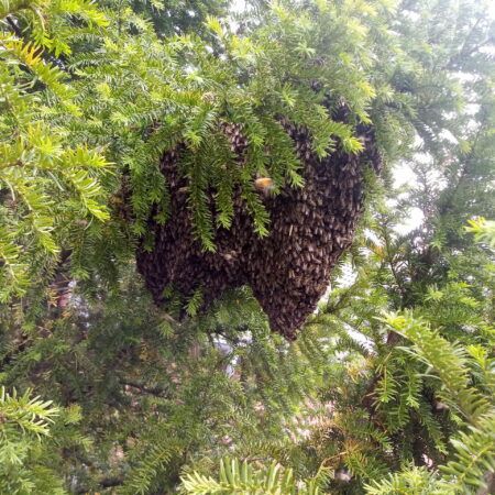Wir fangen und versorgen Bienenschwärme in Schwalmtal