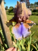 1 Rhizome Burnt Toffee Schwertlilie Iris Niedersachsen - Rehburg-Loccum Vorschau