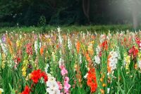 Suche Flächen für Blumenfelder/Selbstpflückfelder Niedersachsen - Isernhagen Vorschau
