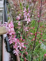 Strauch kleinwüchsig Zwergmandel rosa blühend Sachsen - Ottendorf-Okrilla Vorschau