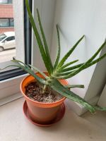 Aloe Vera Pflanze Baden-Württemberg - Heidelberg Vorschau