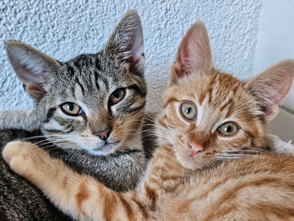 KATZENKINDER von Mai & Juni 2023 in Eibenstock