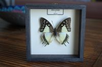 Prächtiger Schmetterling im Holzrahmen – originelle Geschenkidee Mitte - Wedding Vorschau
