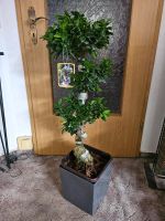 Ficus Ginseng Extra groß Sachsen - Rathmannsdorf Vorschau