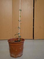 Echte Vanille Pflanze Vanilla Planifolia Brandenburg - Großbeeren Vorschau