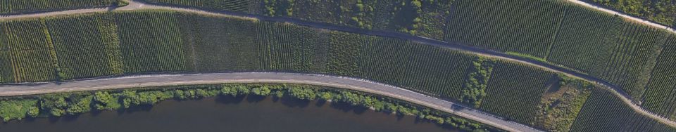 Weinberge Riesling zu verpachten/verkaufen in Burg in Reil