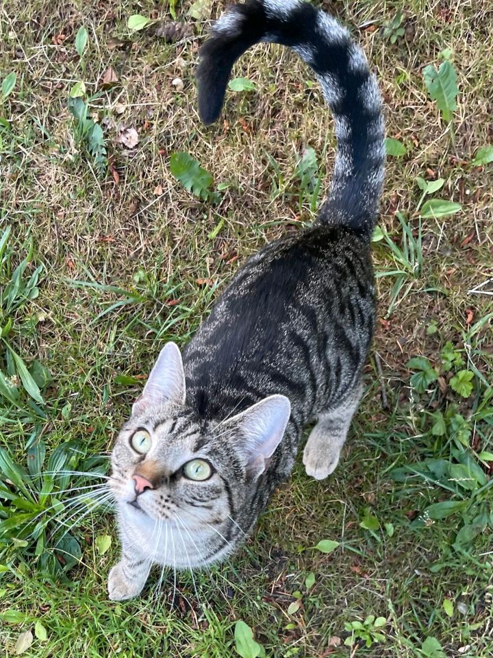 Kater, EKH, kastriert, grau ❤️Eddy❤️ in Jessen (Elster)