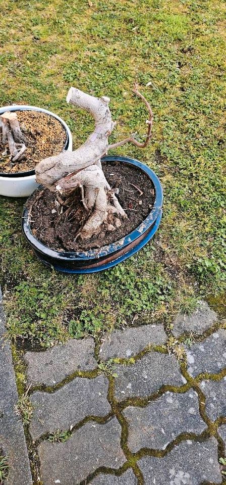 Zwei große, zwei kleine Bonsai Schalen in Hanau