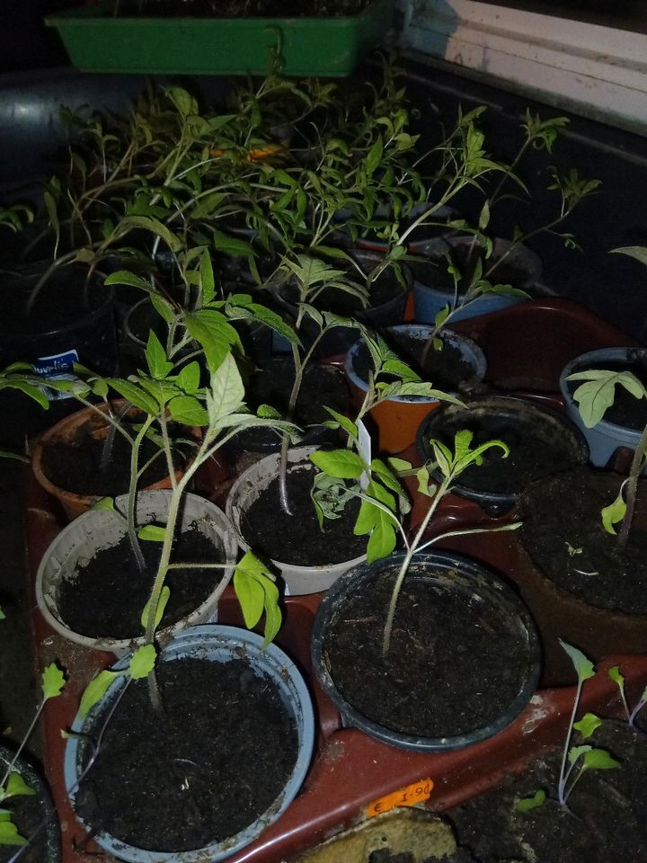 Tomaten Pflanzen in Wilsdruff
