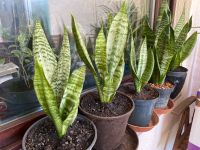 Bogenhanf Zimmerpflanze Sansevieria 30-40cm Baden-Württemberg - Crailsheim Vorschau